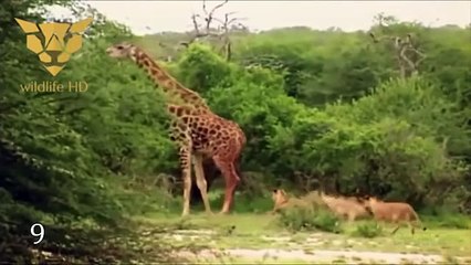 LUFTE E CMENDUR KJO VIDEO NUK SHIKOHET VETEM NJEHER - Video Dailymotion