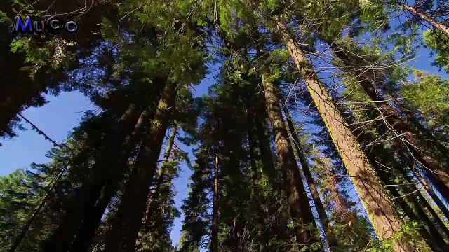 Barış Manço - 2024 (İkinci Yolculuk Enstrümantal Müzikler HD) Mu©o