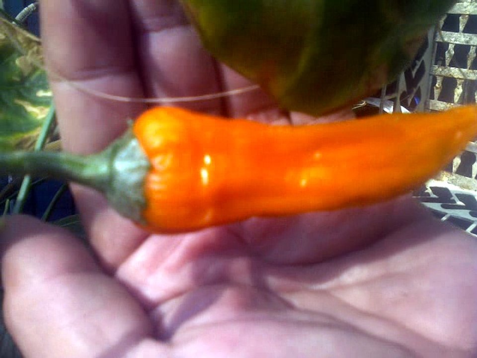 VIDEO BIOHUERTO PLANTA DE AJI