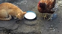 Funny Chickens 2017  [Funnywerwer234324 Pets]