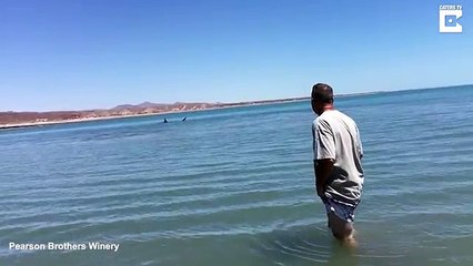 Un homme voit un requin au loin. Puis quand il s'approche? Ce qu'il découvre est encore plus étonnant qu'un requin!