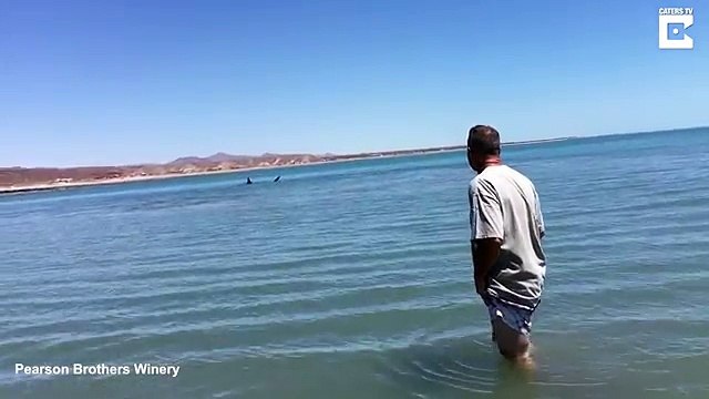 Un homme voit un requin au loin. Puis quand il s'approche? Ce qu'il découvre est encore plus étonnant qu'un requin!