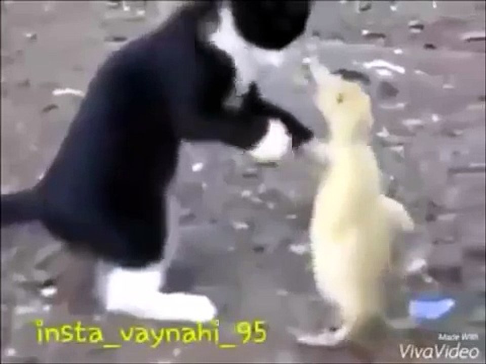 Sevimli Dövüş - Komik videolar