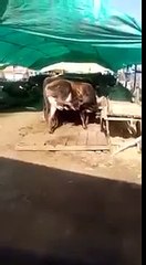 Komik Hayvanlar - Çift filtreli doğal süt :)