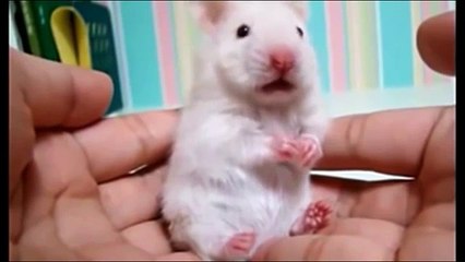 İzlenme Rekoru Kıran Top 10 Ölü Takliti Yapan Hamsterlar :)