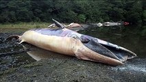 Más de 20 ballenas muertas inexplicablemente en Chile