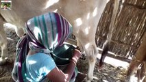 Narshingbari village life, desi cow milking by hand