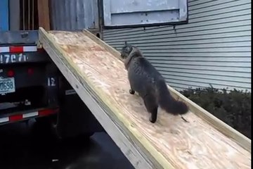 How To Build Loading Ramp For Tractor Trailer, Freight Truck or Ocean Cargo Shipping Container