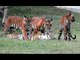 Group of Tiger Spotted at Nagarhole National Park, Karnataka