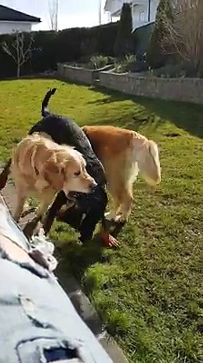 Dogs Can Be So Entertaining