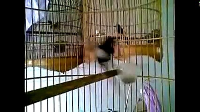 465.MURAI GACOR JUARA 1 NASIONAL, Murai Batu Medan Juara Nasional Super Gacor