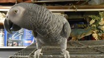Romeo The Talking African Grey Parrot! (Part 1 Introducing the Pet Congo)