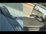 Snake Crawls Up Moving Car On A Highway