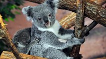 All About Koalas for Kids - Koalas for Children - F