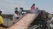 California ostenta el récord de la pizza más larga del mundo