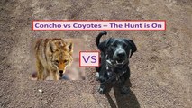 Hunting Coyotes with Catahoula Dog - The Hunt