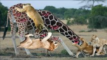 When lions gather to topple a huge giraffe - see