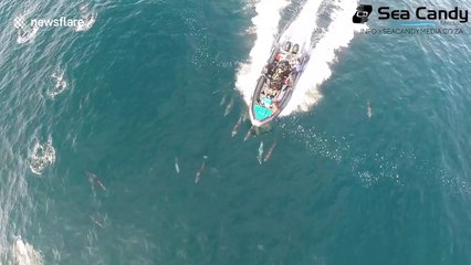 Drone films "super pod" of more than one thousand dolphins