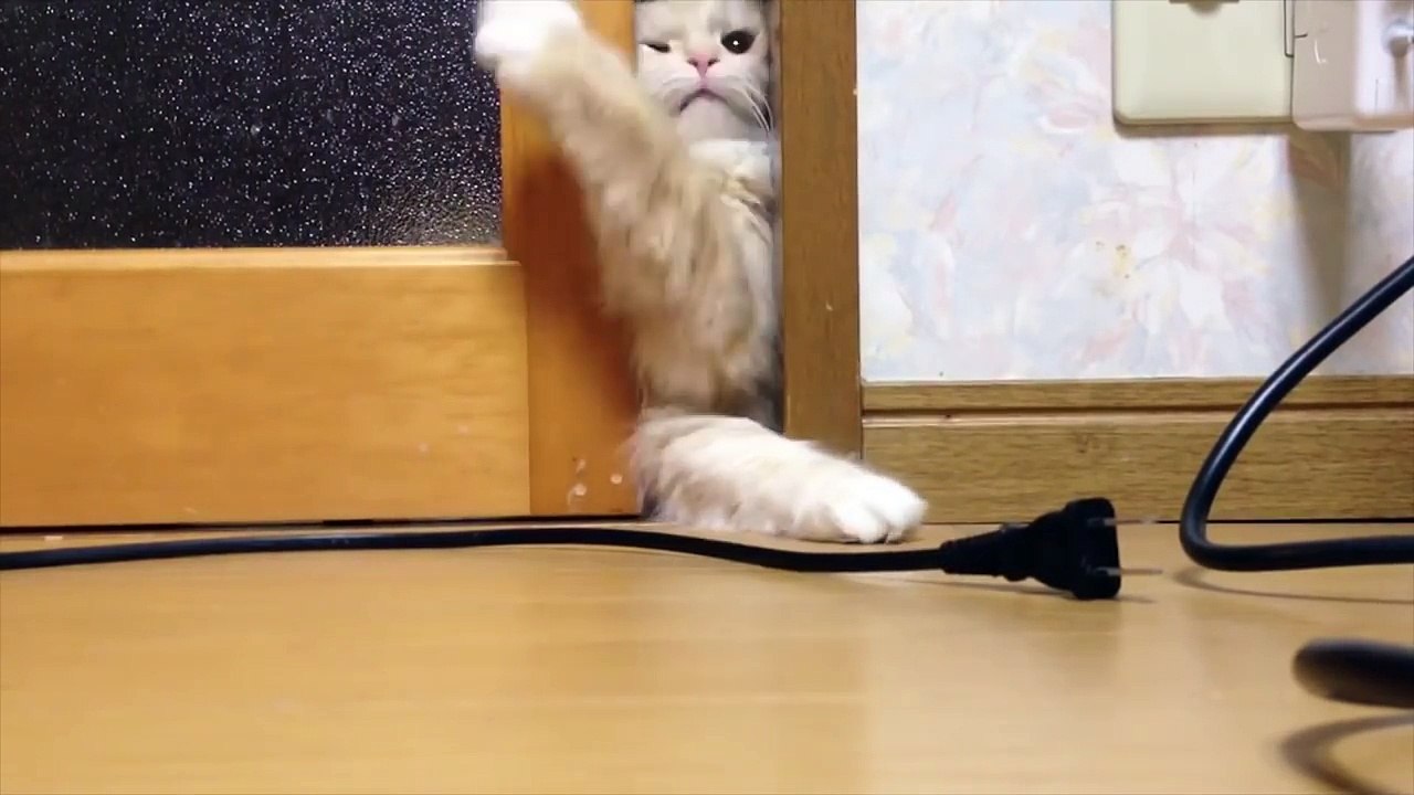 Cat Can't Open Door - Worst Cat Burglar Ever