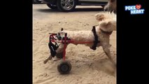 Disabled Dog Runs Around On Wheels Pet Video 2016 - Daily Heart Beat