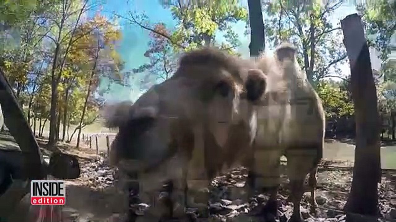 Camel