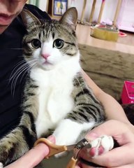 Cat cutting nail so cute