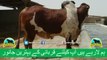 386 || Cow Qurbani for eiduladha || Karachi Sohrab Goth || Cow Mandi