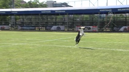 Disc Dog Challenge Ilk Kez Türkiye'de Gerçekleştirildi - Istanbul