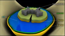 Anatomie de la moelle épinière en 3D