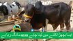 388 || Cow Qurbani for eiduladha || Bakra eid in Pakistan || Cow Mandi || Karachi Sohrab Goth
