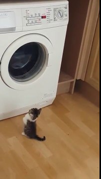 Comment divertir un chaton.. trop mignon !