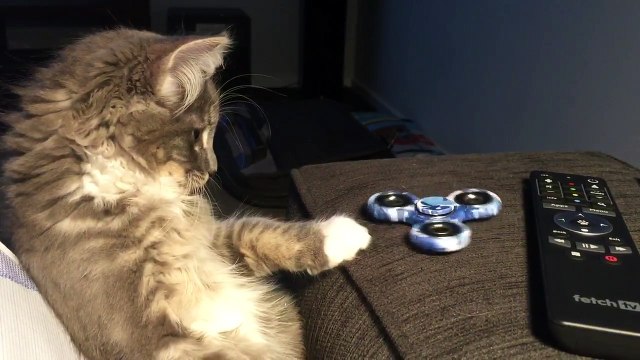 Un chat hypnotisé par un Fidget Spinner