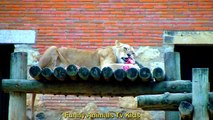 Rei Leão no Zoológico _   el Zoológico - Funny Animals TV KIDS
