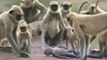 Des singes font le deuil... d'un singe JOUET !