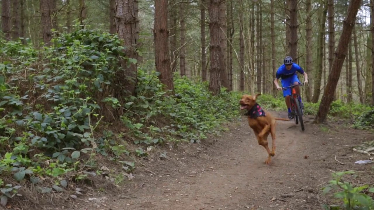 Ce chien court aussi vite que son maître à vélo !! Descente VTT !