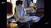 Funny, Clever Cats, Best Pets Compilation, Dog Tricks, Cat & Dogs, Pet A