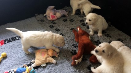 les bébés ont un mois