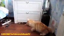 Funny Videos 2017 Funny Cats - Funny  - Funny Videos