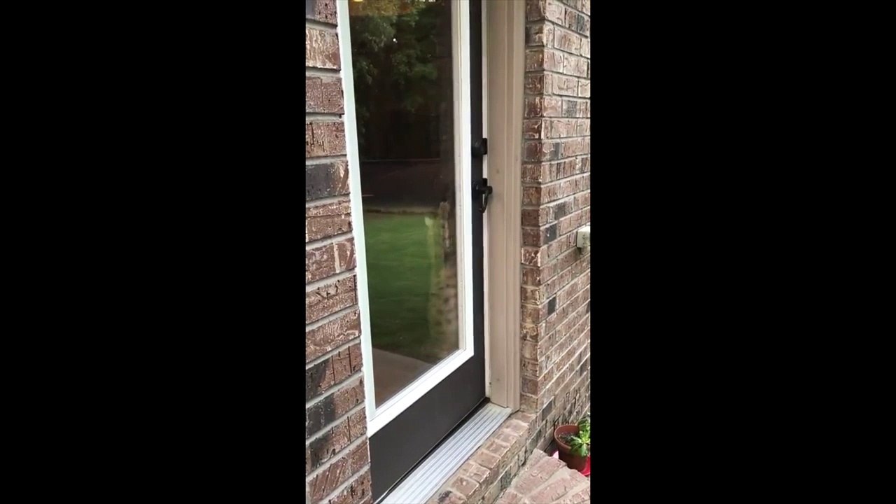 Quand ton chat ouvre la porte pour sortir... seul !