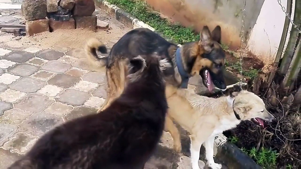Dogs Mating - See How Dogs Mate