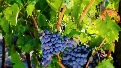 Coşkun Yalçın - Köyümü Özledim