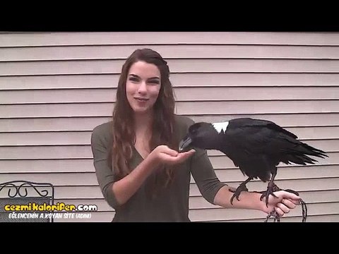 İnsan Seslerini Birebir Taklit Edebilen Kuzgun