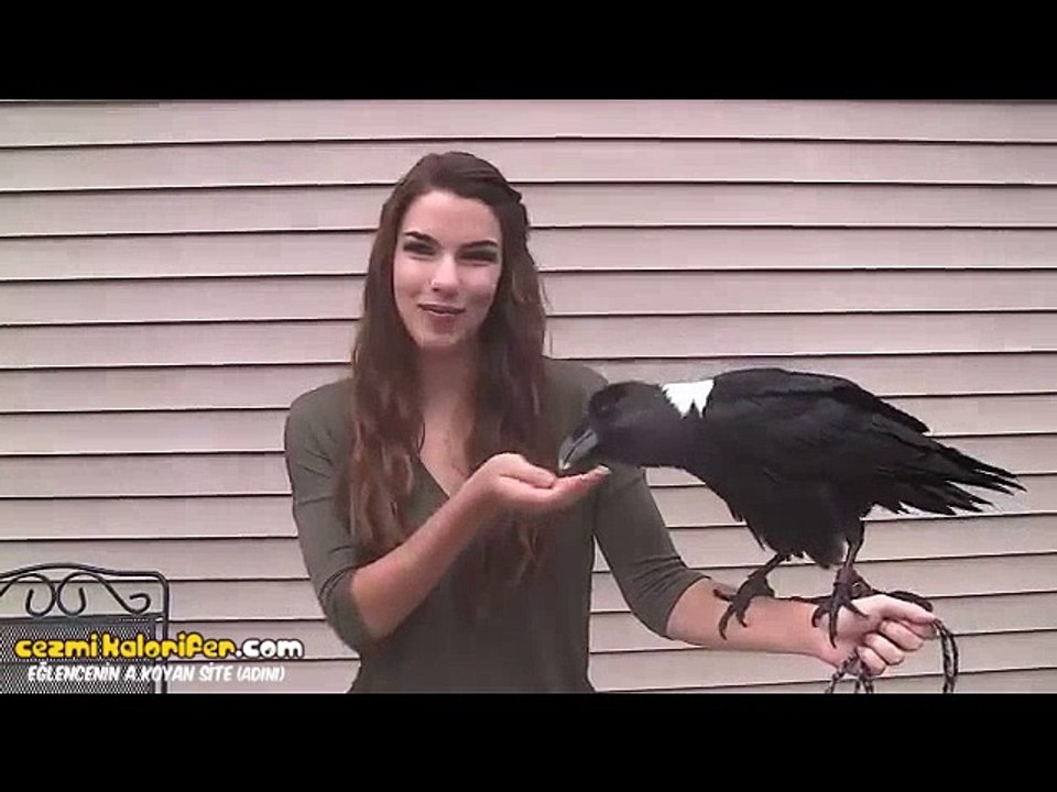 İnsan Seslerini Birebir Taklit Edebilen Kuzgun