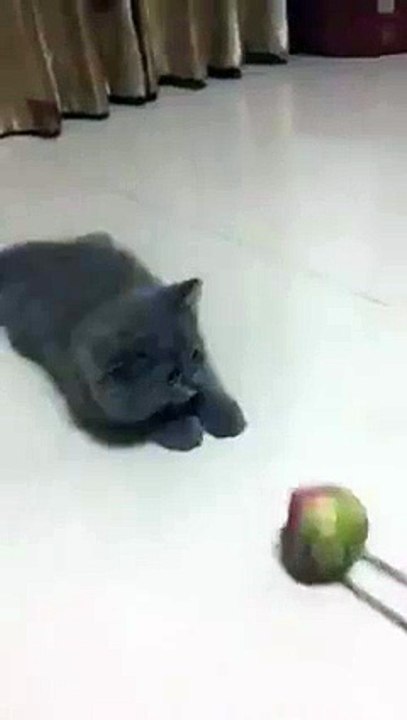 Animaux - Le chaton et la fleur