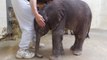 Adorable premature baby elephant raised by zookeepers