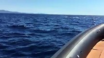 Une baleine filmée dans le golfe d'Ajaccio