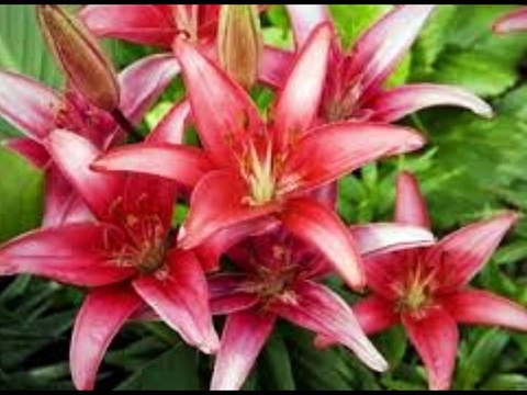 ÖMÜR BOYU -Dagbey Şiirleri (Ali Dogan)