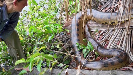 When Anacondas Attack