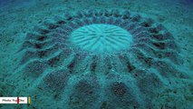 This Fish Creates Large Underwater 'Crop Circles' To Attract Mate