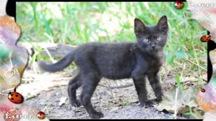 Black Panther - A Member of the Big Cat Family
